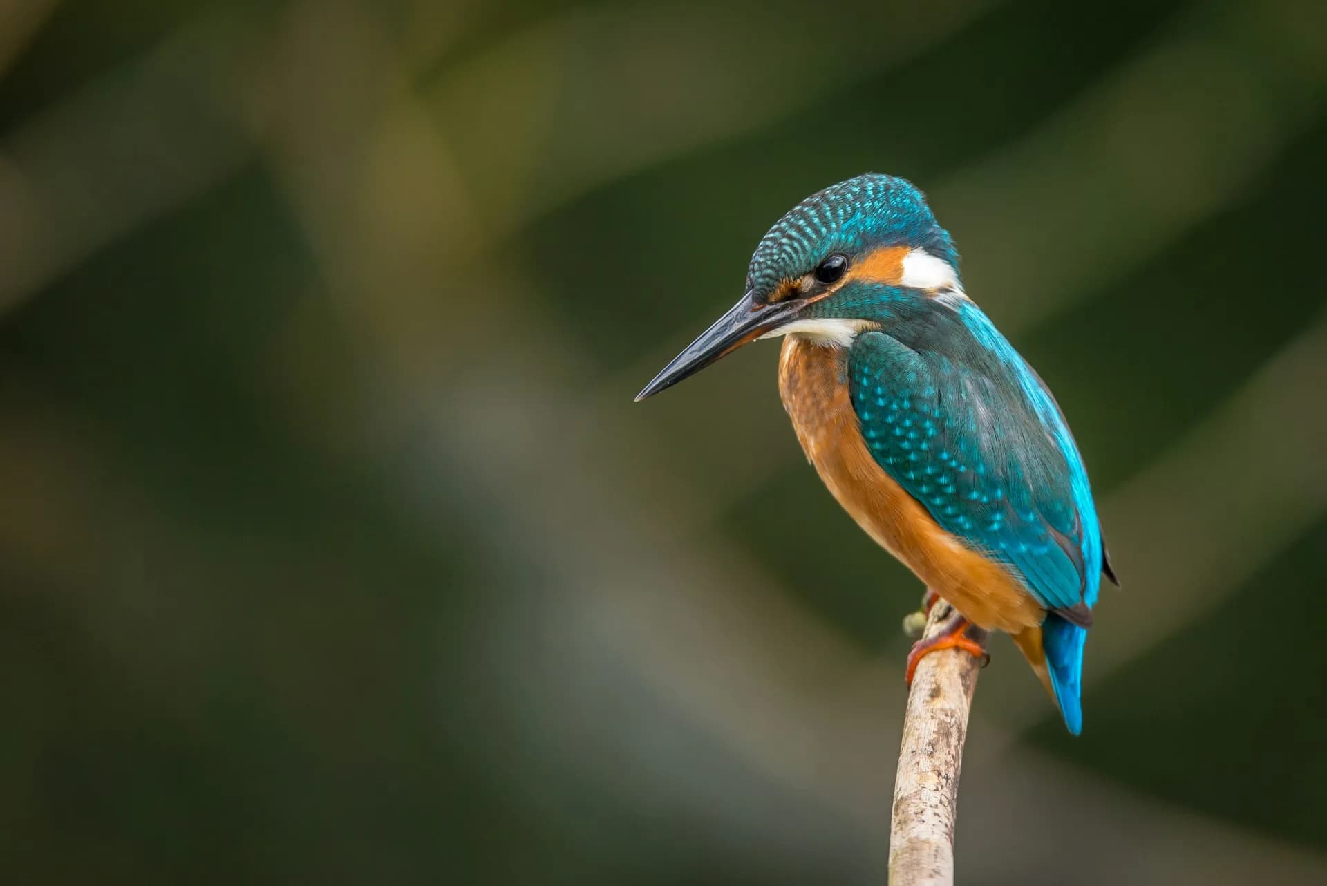Safe Haven commercial bird and wildlife removal