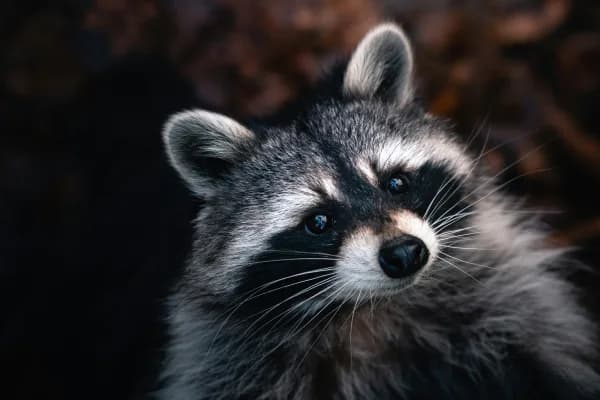 Wildlife removal specialist relocating an animal from a facility