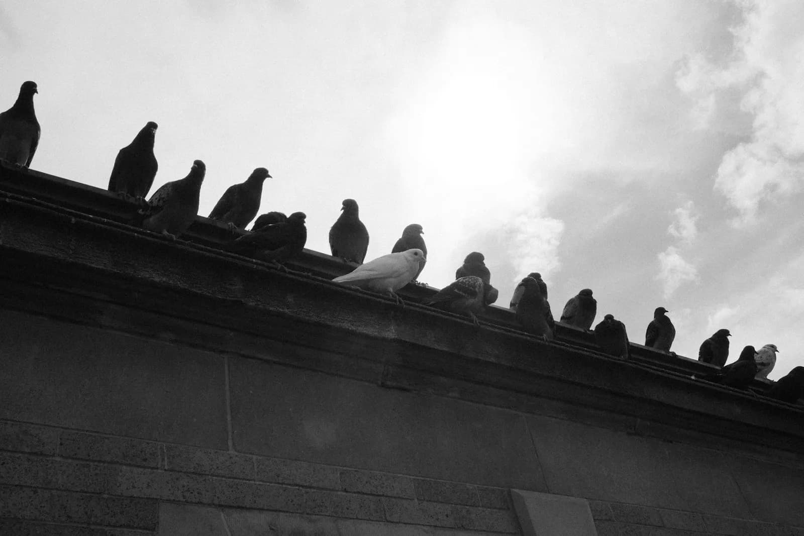 Birds roosting on facility exterior