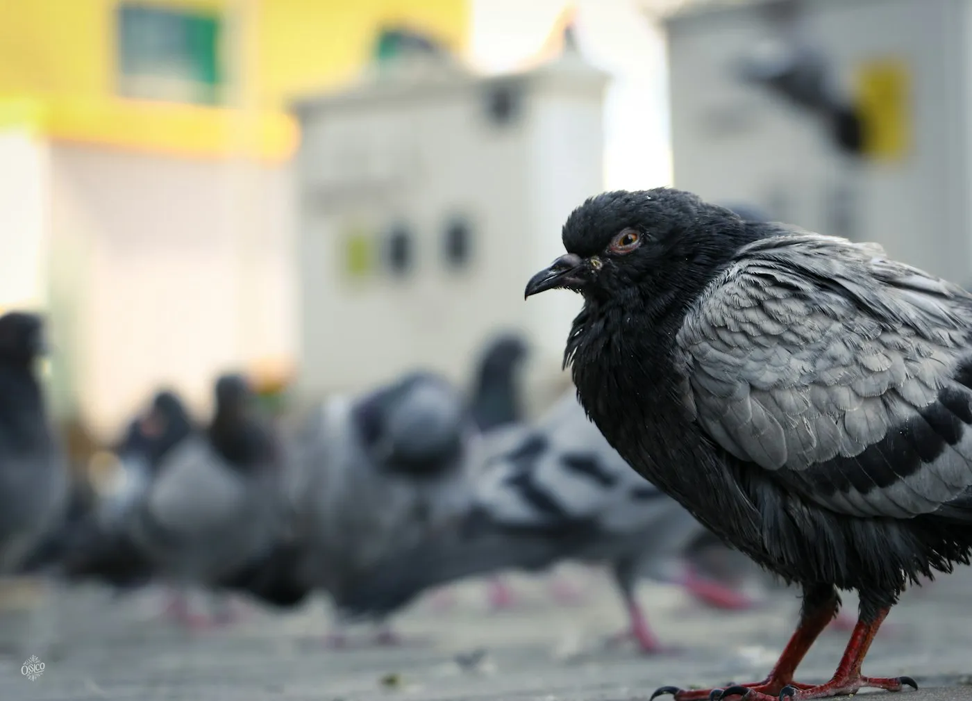 Birds inside a commercial retail facility