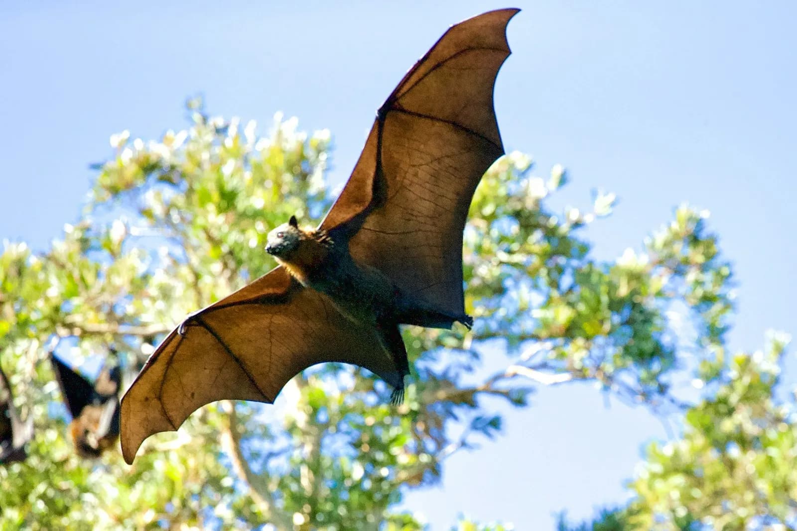 Bat in flight at dusk over a commercial property