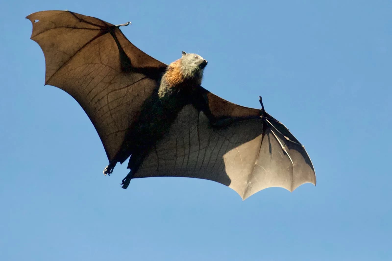 Close-up of a brown bat — the species commonly colonizing commercial buildings