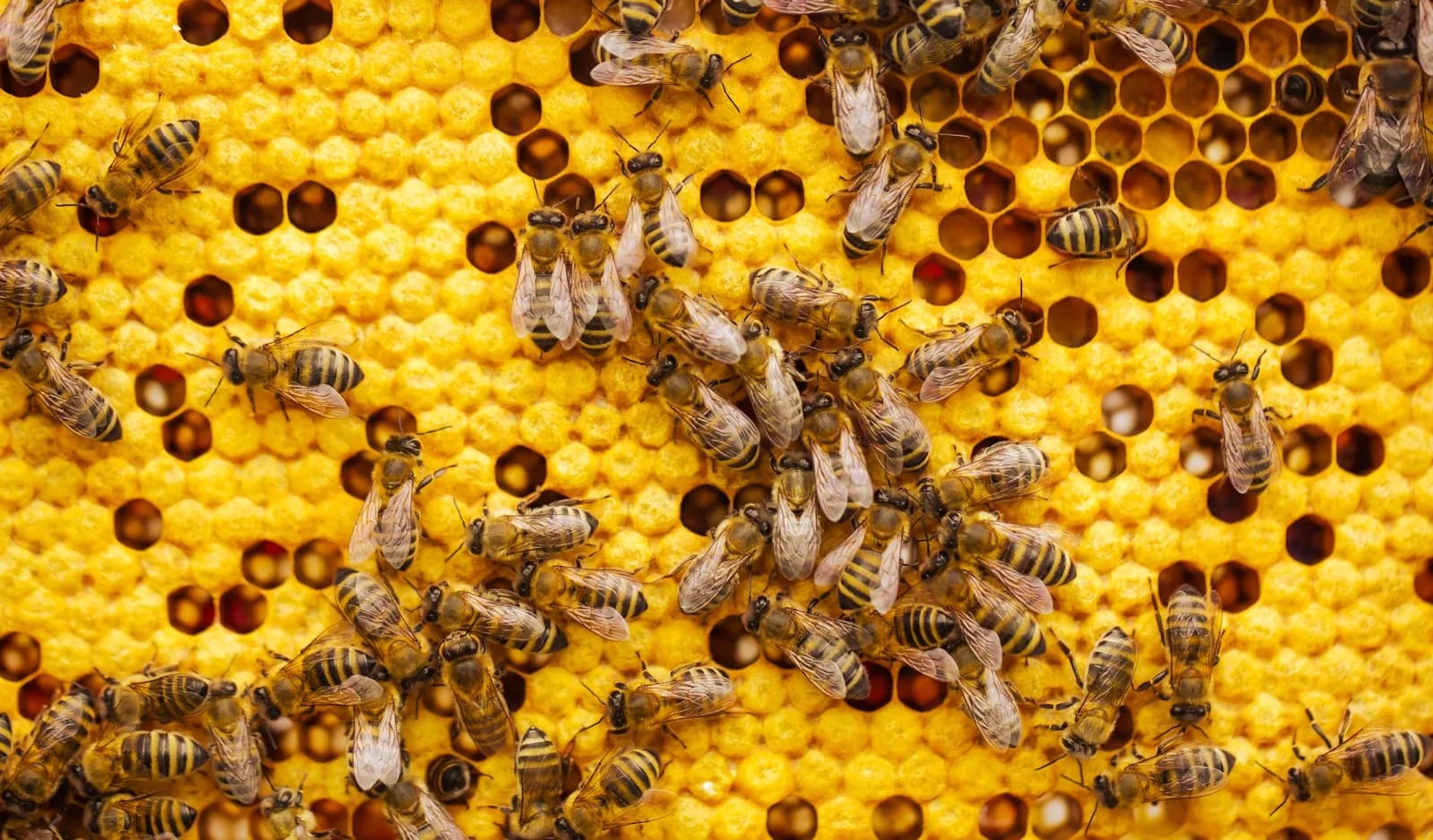 Established honey-bee colony clustered across the comb frames of a hive