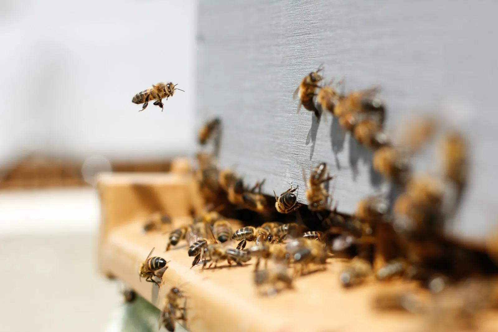 Swarm of honey bees emerging from an established colony