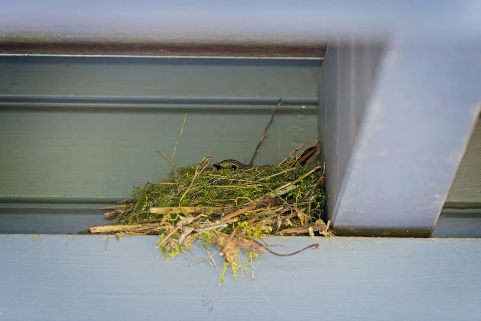 Exterior nesting on a commercial facility