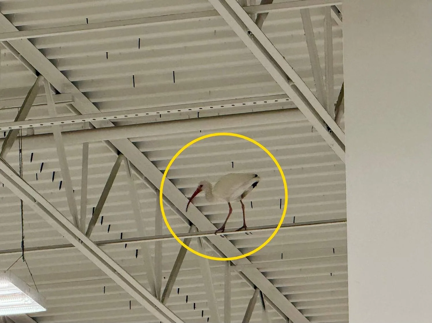 Interior bird removal underway inside a distribution warehouse