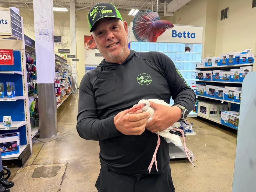 Captured ibis being safely removed from a store