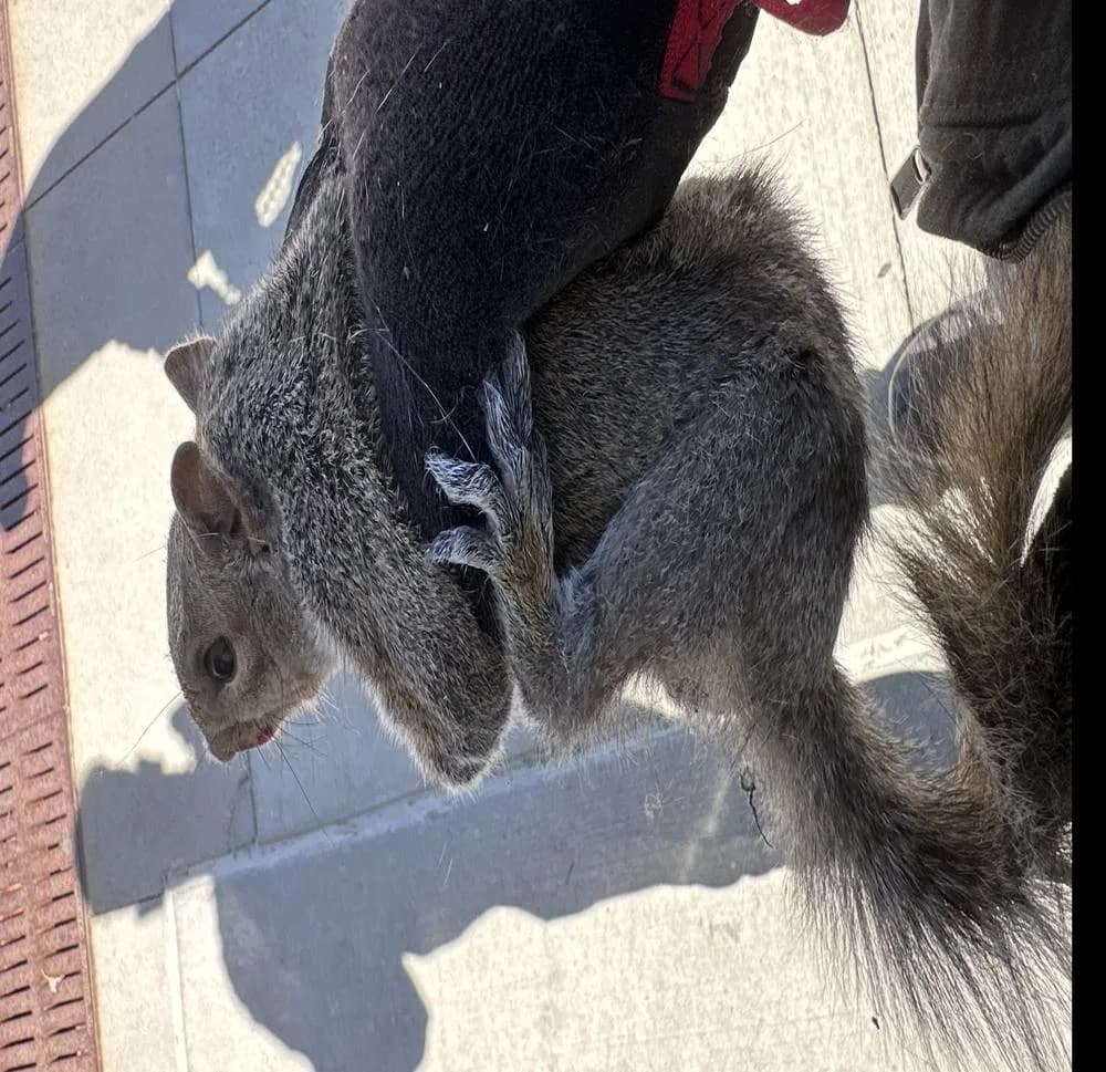 Gray squirrel humanely captured inside a facility