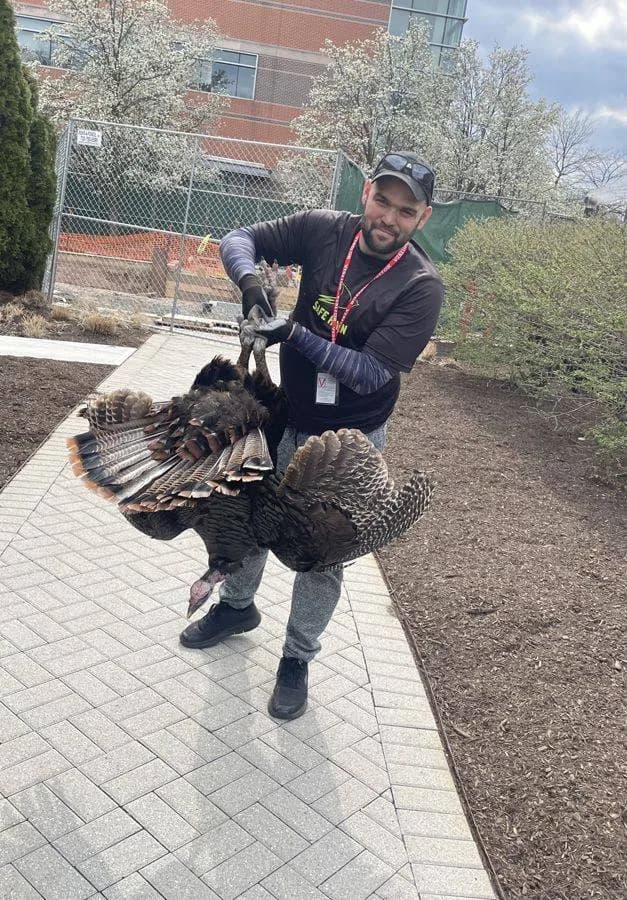 Wildlife removal specialist relocating an animal from a commercial facility
