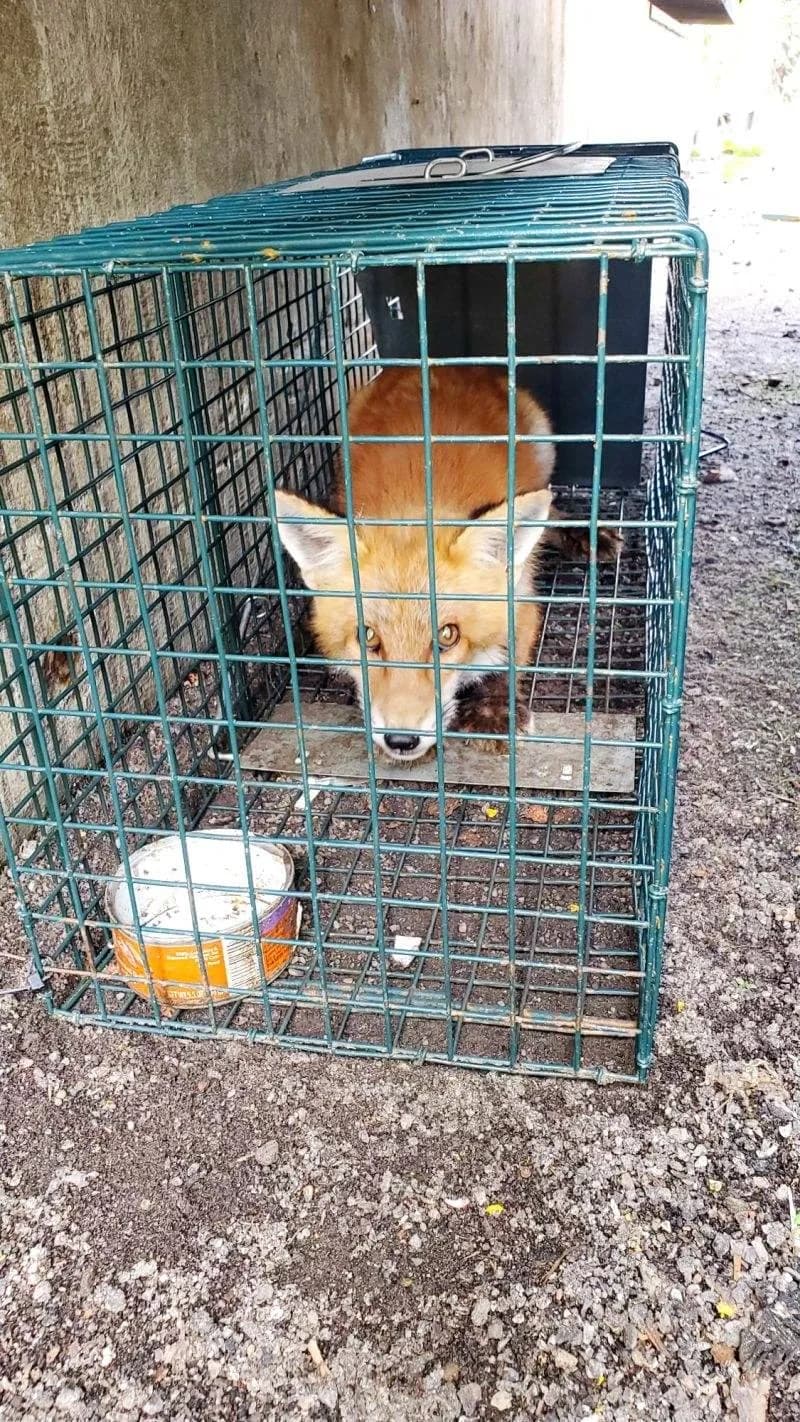 Humane wildlife capture and relocation