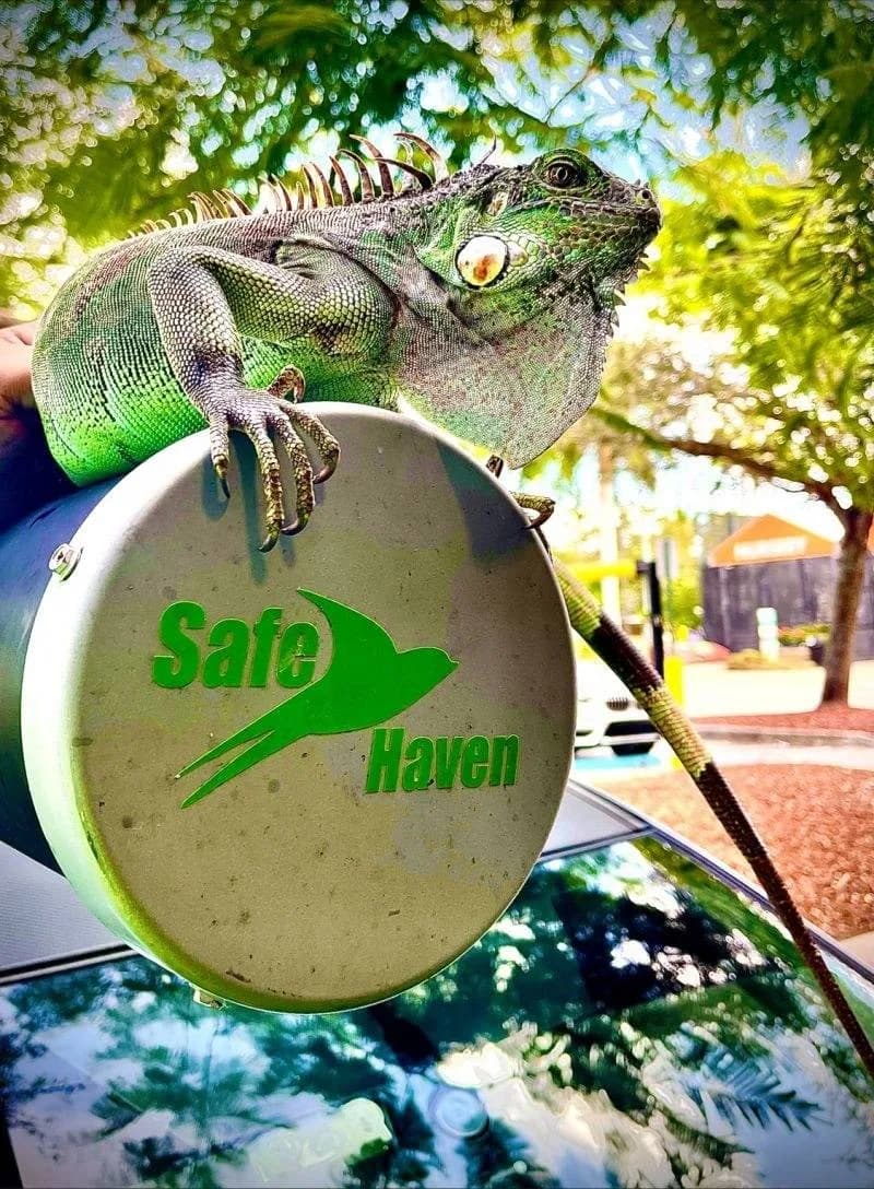 Iguana removed on a Safe Haven trap