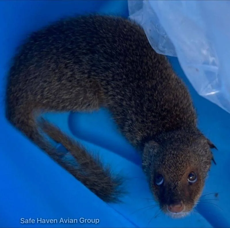 Mongoose collected for safe relocation