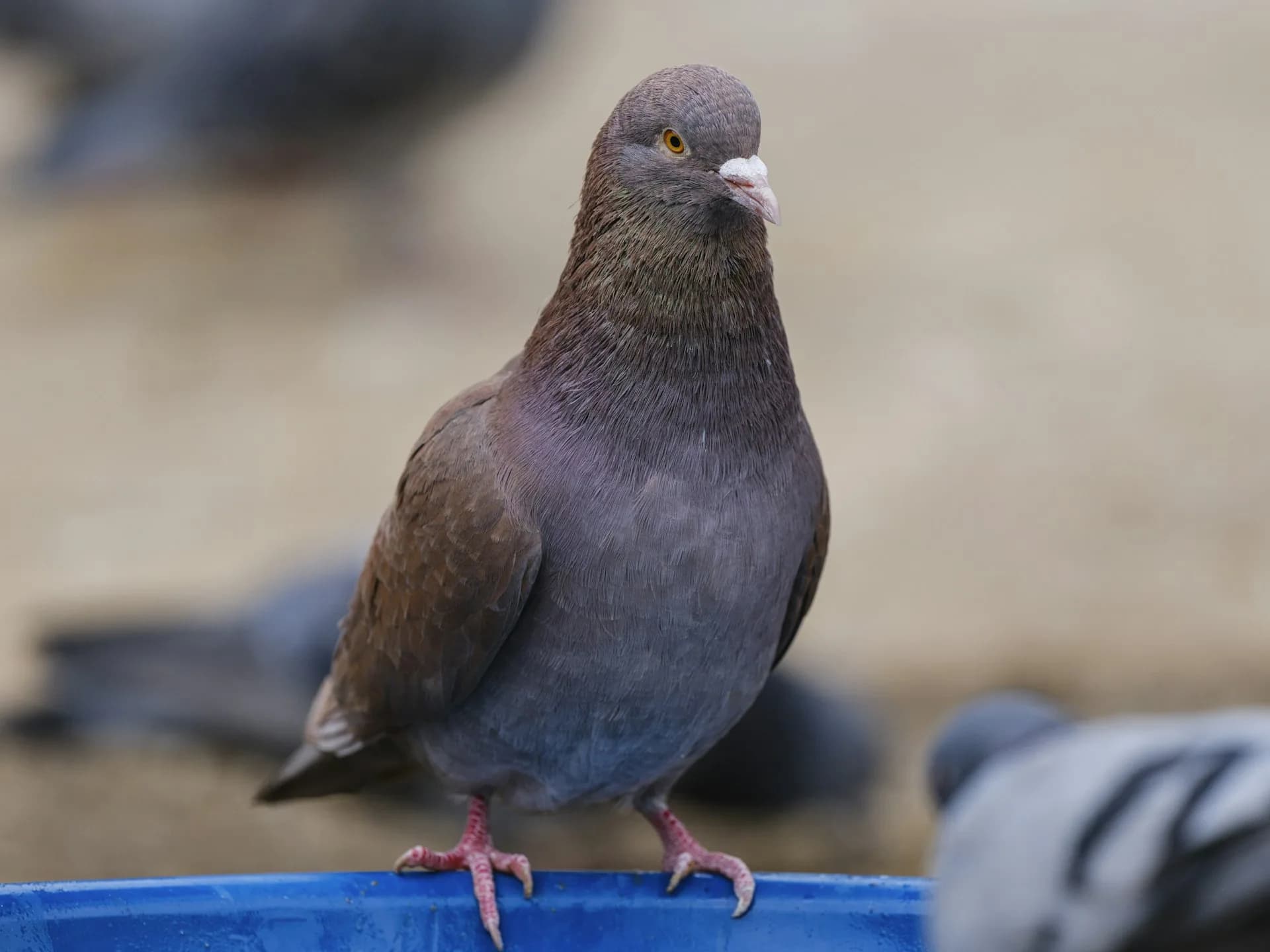 How to remove pigeons from a commercial facility.